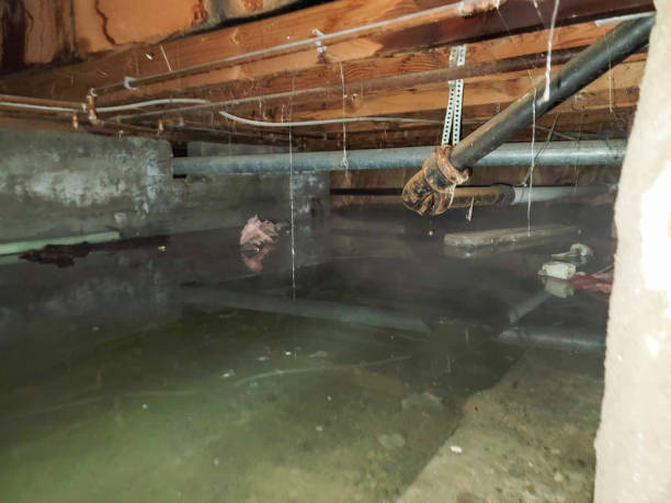 Best Carpet water damage restoration  in Kirtland Af, NM